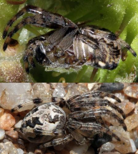 Larinioides cornutus